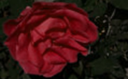 ��ѡ���꼶õ������300�ֽ���8ƪ