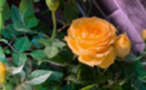 �й����꼶õ�����Ľ�����ƪ