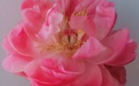 ������õ�廨���꼶����25ƪ