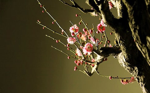 �����������꼶÷�����ĺϼ�5ƪ