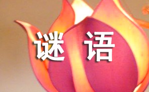 猜谜语作文(精选11篇)