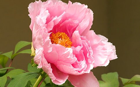 精选描写牡丹作文300字10篇