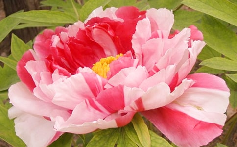 ĵ������400��(����8ƪ)