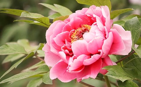 ���꼶ĵ������3ƪ