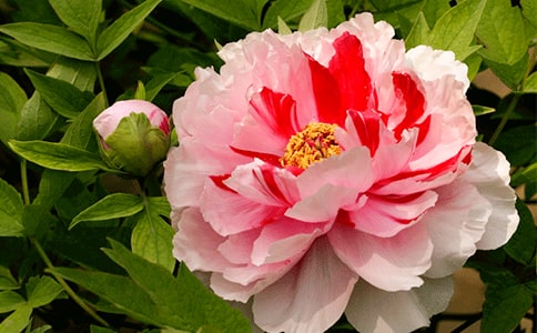 ĵ��������300����ƪ