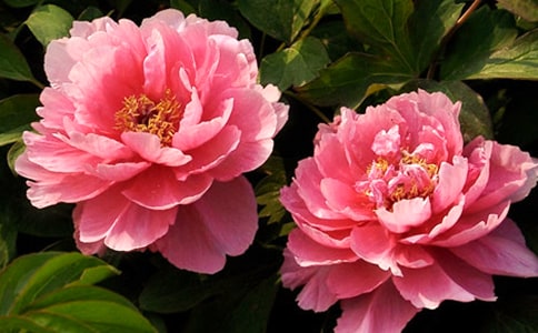 ����ѡ�����꼶ĵ������300��4ƪ