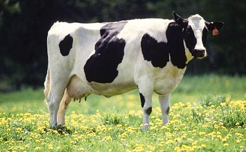 ��ţ����300��5ƪ