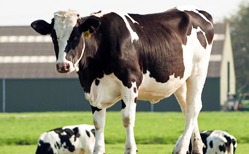 ��ѡ��ţ����300�ֺϼ�7ƪ