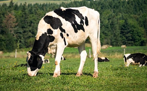 【实用】奶牛作文300字四篇