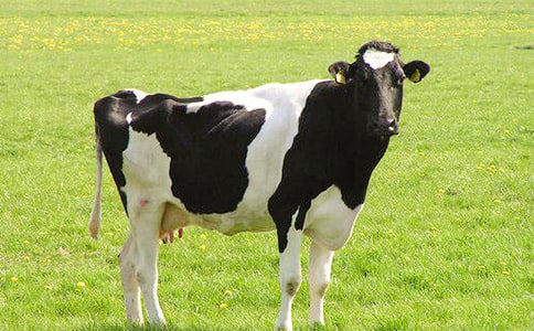 ���Ƽ�����ţ����300��4ƪ