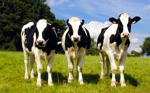 ��ѡ��ţ����300����ƪ