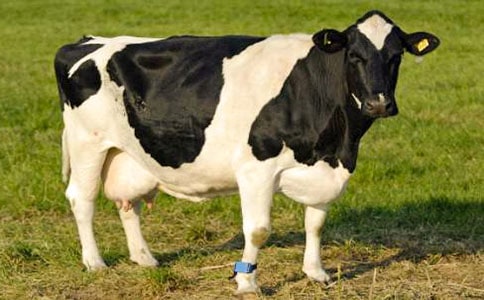 奶牛小学生作文