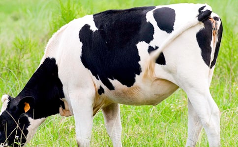 关于奶牛作文300字6篇