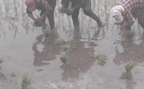 干农活作文600字7篇