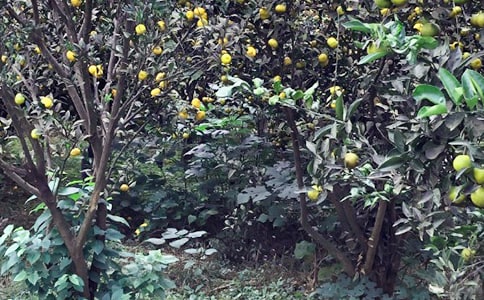 ũ�����������ģ�ͨ��50ƪ��