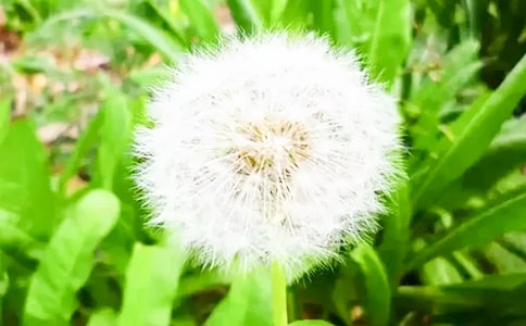 ʵ�õ��ѹ�ӢСѧ����300��3ƪ