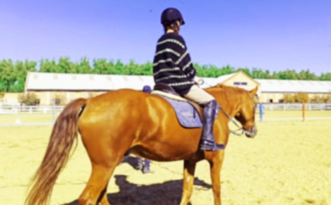 骑马小学作文集锦15篇