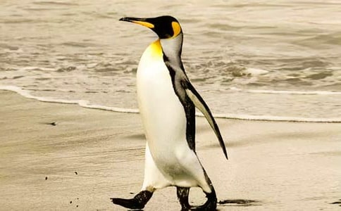 ��д������������300��