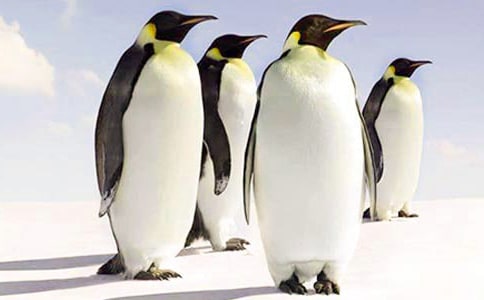 ���Сѧ����15ƪ