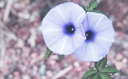 ʵ�õ�ǣţ�����꼶���ĺϼ���ƪ