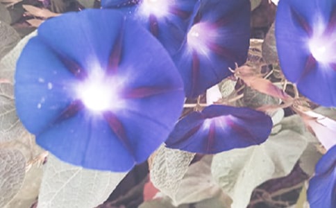 ����Ʒ��ǣţ����Сѧ����7ƪ