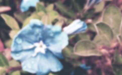 �й�ǣţ����Сѧ������ƪ