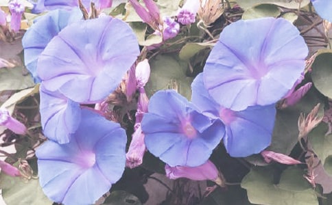 ��ѡǣţ�����꼶����4ƪ