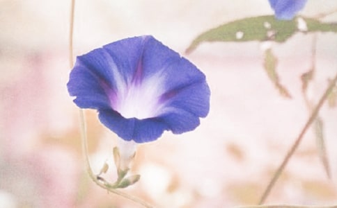 ǣţ�����꼶���İ�ƪ