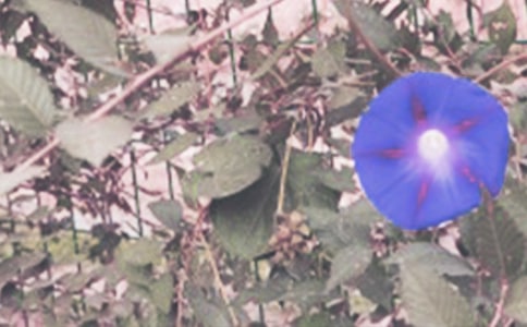 ��ѡǣţ�����꼶����9ƪ