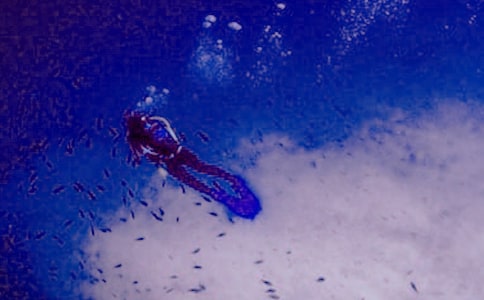 Сѧ����Ǳˮ