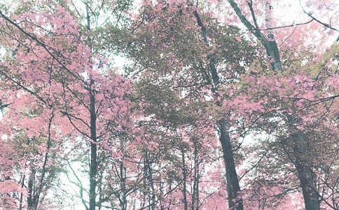 �������＾