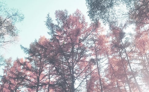 【精选】秋季写景作文300字3篇