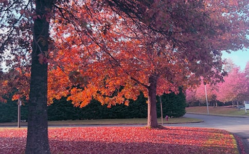 实用的秋日作文300字3篇