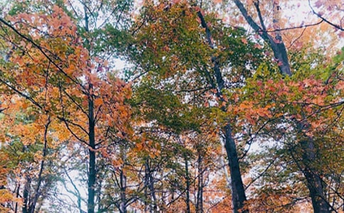 秋日作文600字【热门】