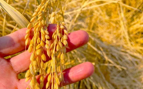 ��ѡ������������300��3ƪ