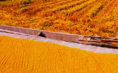 ���յ�����600�ֺϼ�9ƪ