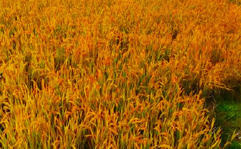 ��������300��4ƪ