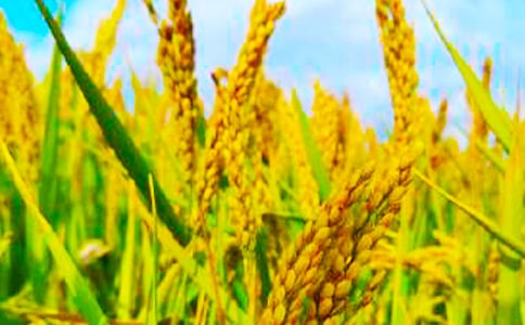 ��������300��7ƪ���ϼ���