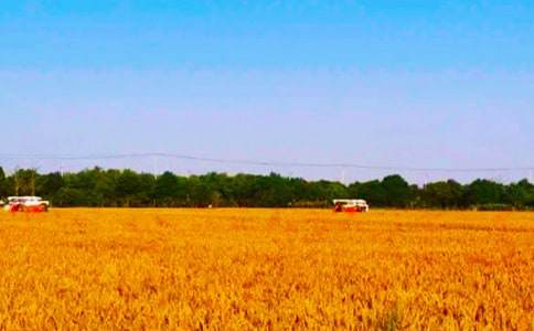 ����Сѧ������300�֣���ѡ26ƪ��