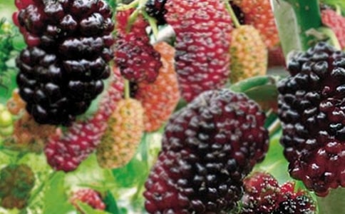 摘桑果作文400字