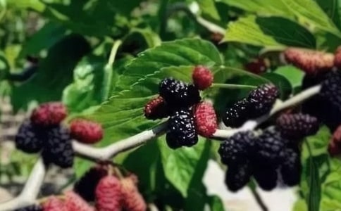 ժɣ��Сѧ����