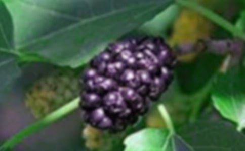 ժɣ������