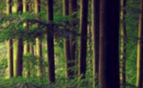 ɭ�ֹ�԰����500�֣���ѡ22ƪ��