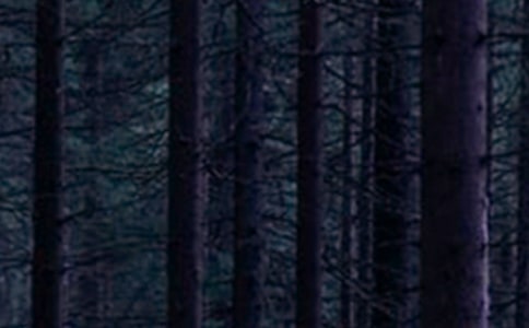 ��ʵ�á�ɭ������600��3ƪ