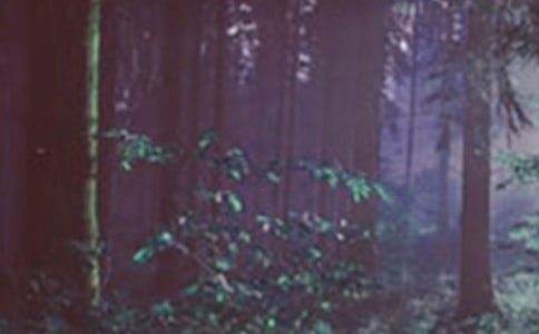 ���Ϸ�ɽɭ�ֹ�԰����