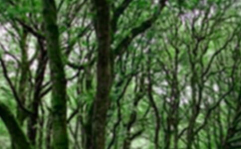 ҹ��ɭ�ֹ�԰����