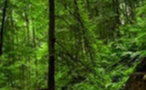 森林作文400字(必备)