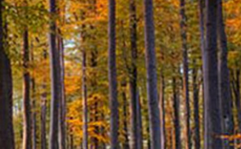 ����ɭ������500��7ƪ