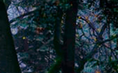 ��дɭ�ֹ�԰������