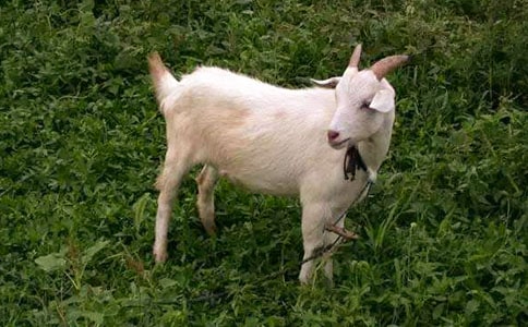 ��ɽ�򲻳����òݡ������11ƪ